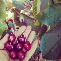 Mermelada de cerezas ecológica - Contigo