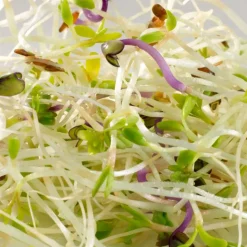 Mezcla de semillas de alfalfa, berro y col para germinar ecológicas - Germ'line