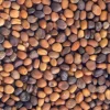 Mezcla de 4 variedades de semillas de rábano para germinar ecológicas - Germ'line