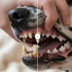 Pasta de dientes natural para mascotas, 100 g - The Doog Life