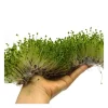 Semillas de brócoli raab para germinar, ecológicas