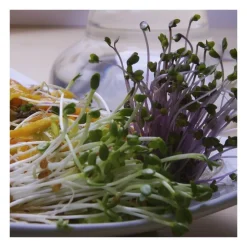 Semillas de brócoli raab para germinar, ecológicas