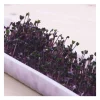 Semillas de col lombarda para germinar ecológicas