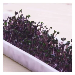 Semillas de col lombarda para germinar ecológicas