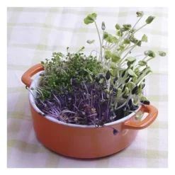 Semillas de col lombarda para germinar ecológicas