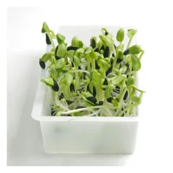 Semillas de girasol para germinar ecológicas