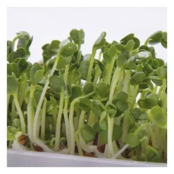 Semillas de rábano para germinar, ecológicas - Sonnentor