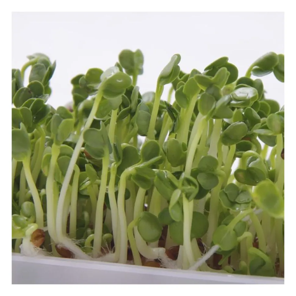 Semillas de rábano para germinar, ecológicas - Sonnentor