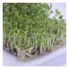 Semillas de rúcula para germinar ecológicas - Sonnentor