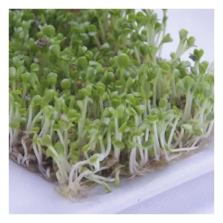 Semillas de rúcula para germinar ecológicas - Sonnentor
