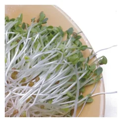 Semillas de trébol encarnado para germinar, ecológicas - Sonnentor