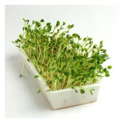 Semillas de trébol encarnado para germinar, ecológicas - Sonnentor